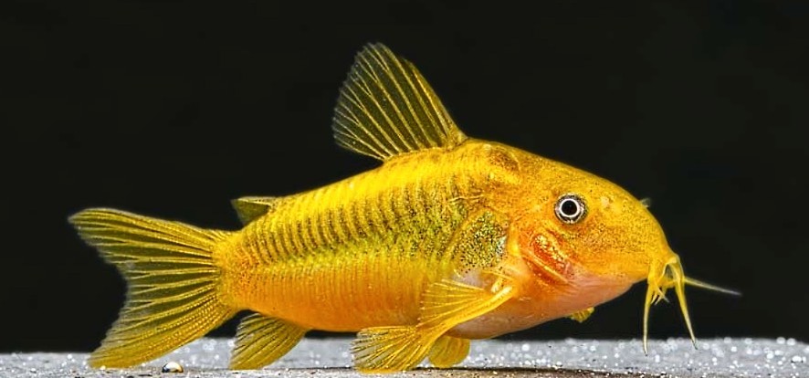 Gold laser